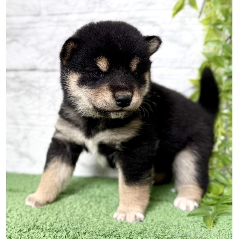 販売中の埼玉県の柴犬-417510の2枚目