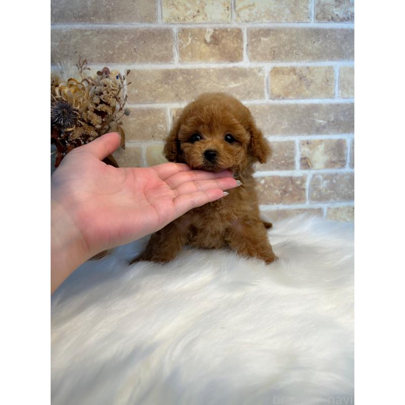 販売中の和歌山県のティーカッププードル-417818の13枚目