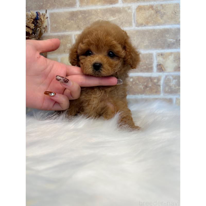 販売中の和歌山県のティーカッププードル-417818の12枚目