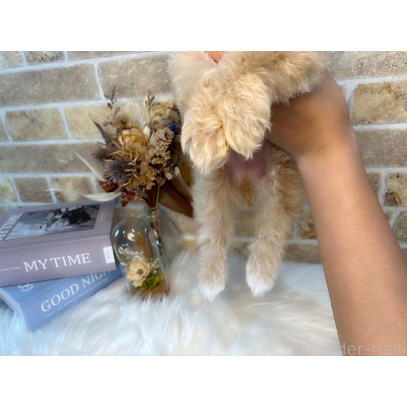 成約済の和歌山県のマルプー:マルチーズ×トイプードル-416627の7枚目