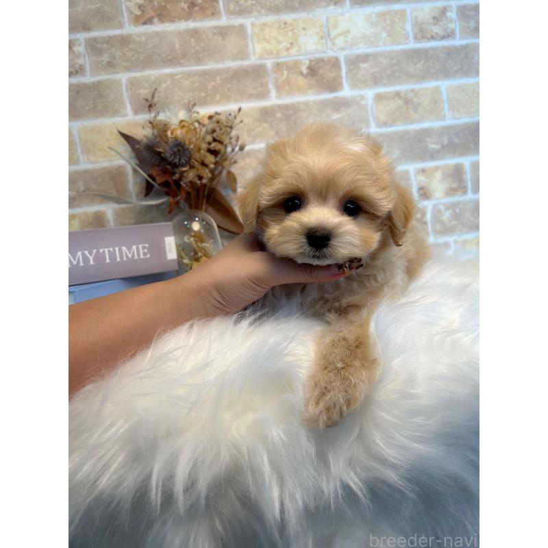 成約済の和歌山県のマルプー:マルチーズ×トイプードル-416627の5枚目