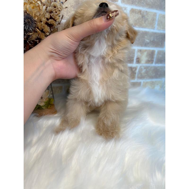 成約済の和歌山県のマルプー:マルチーズ×トイプードル-416627の4枚目