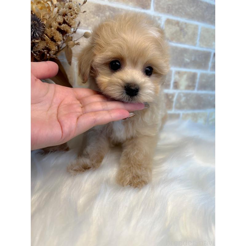 成約済の和歌山県のマルプー:マルチーズ×トイプードル-416627の3枚目