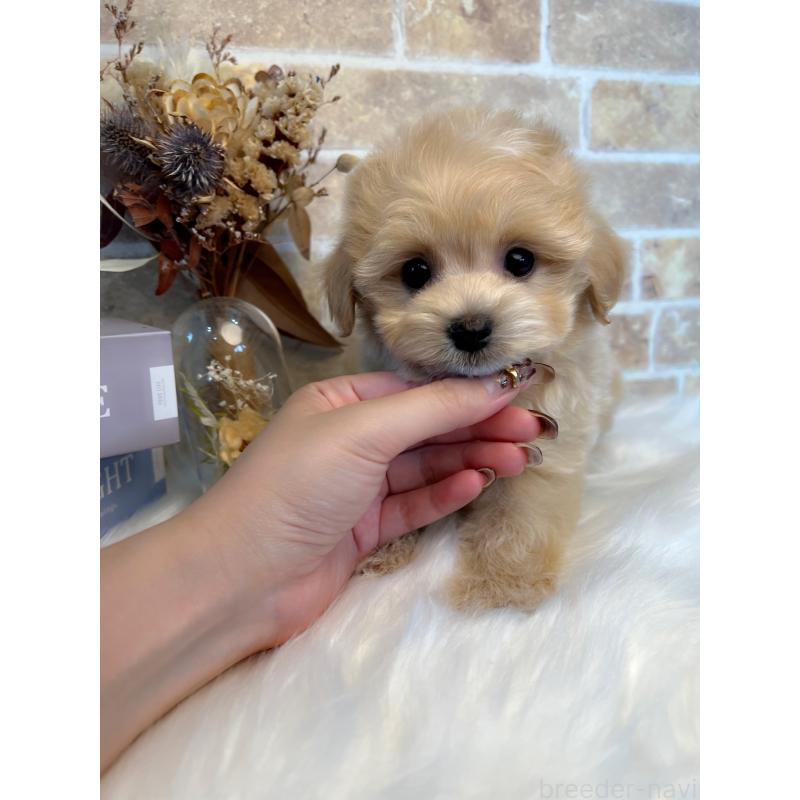 成約済の和歌山県のマルプー:マルチーズ×トイプードル-416627の2枚目