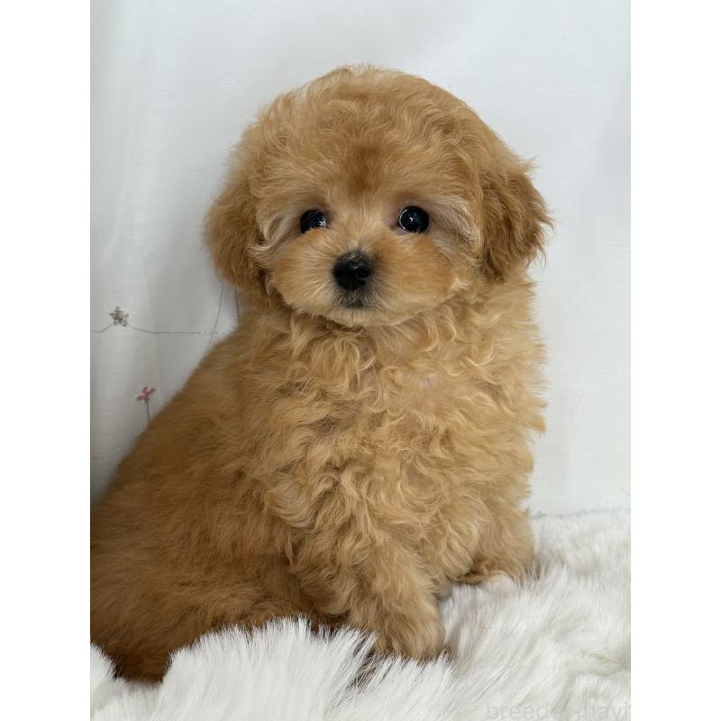 成約済の大阪府のティーカッププードル-416601の12枚目