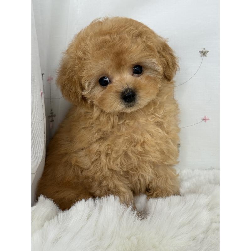 成約済の大阪府のティーカッププードル-416601の11枚目