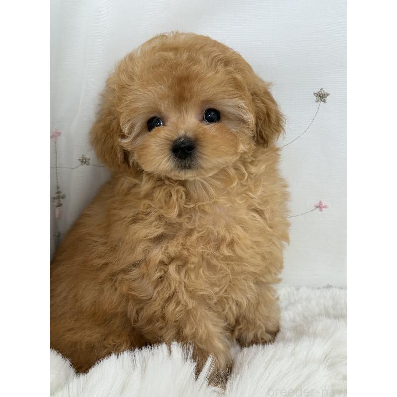 成約済の大阪府のティーカッププードル-416601の10枚目