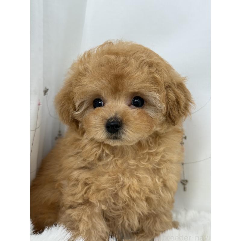 成約済の大阪府のティーカッププードル-416601の9枚目