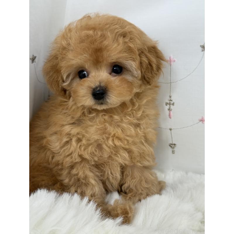 成約済の大阪府のティーカッププードル-416601の8枚目