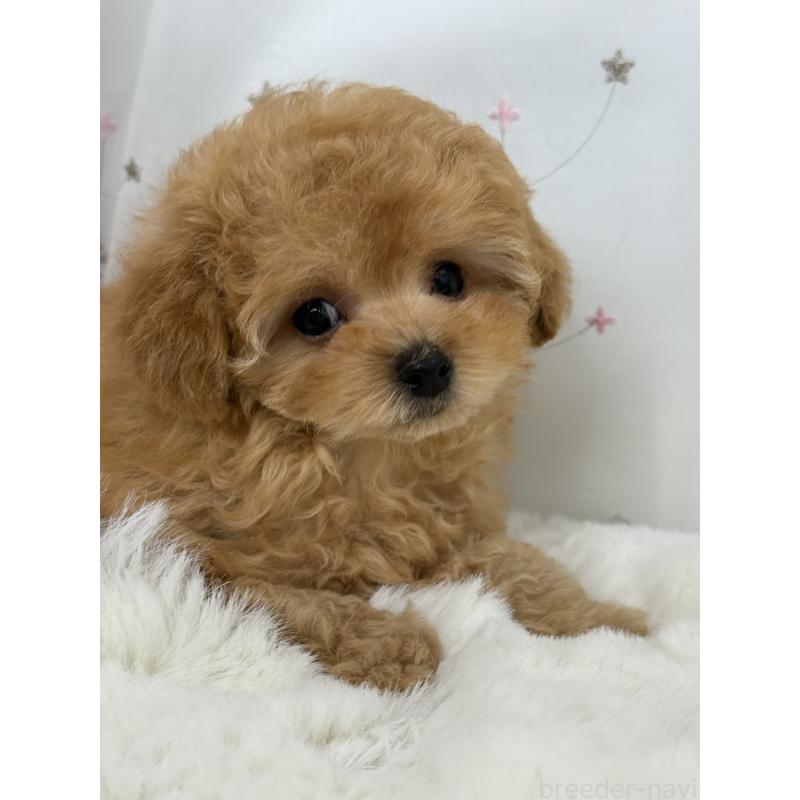 成約済の大阪府のティーカッププードル-416601の7枚目