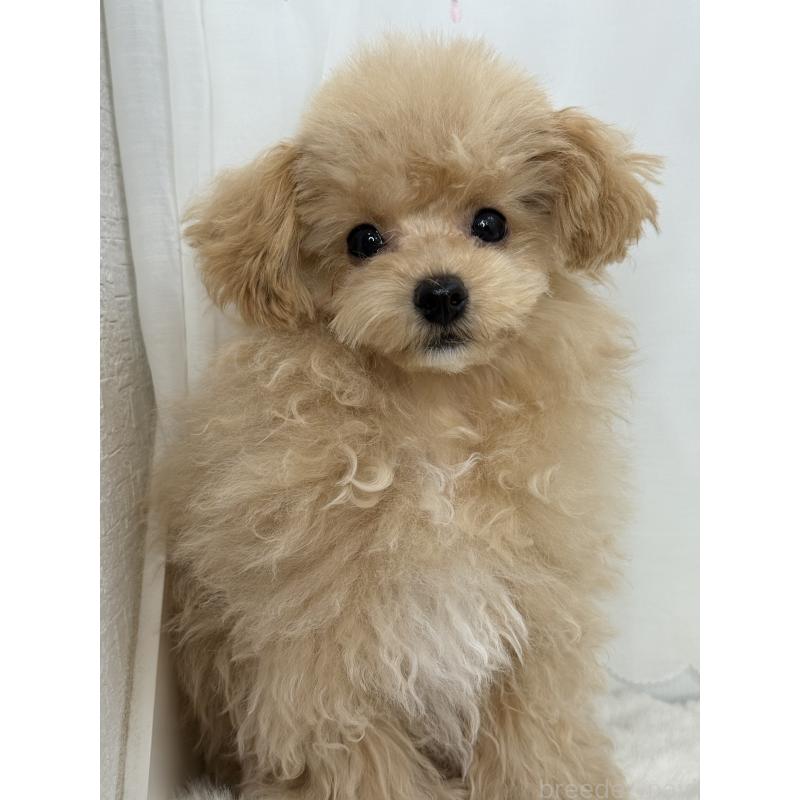 成約済の大阪府のタイニープードル-405628の5枚目