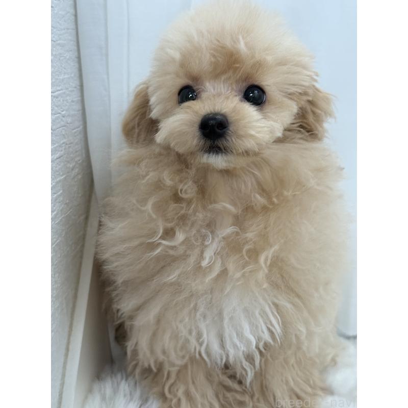 成約済の大阪府のタイニープードル-405628の4枚目