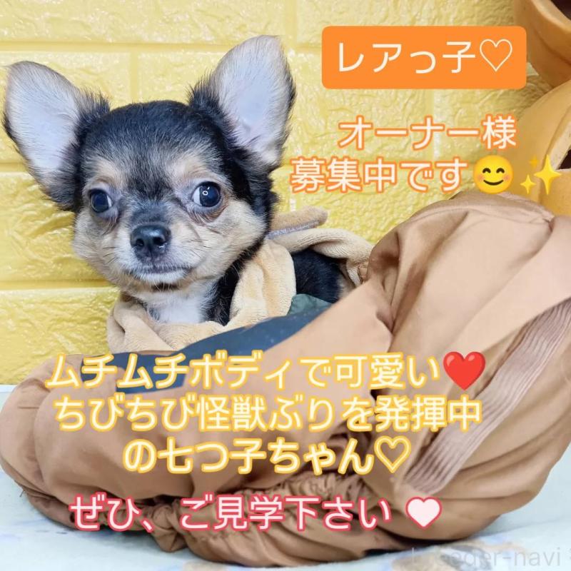 販売中の千葉県のチワワ(ロングコート)-419095の2枚目