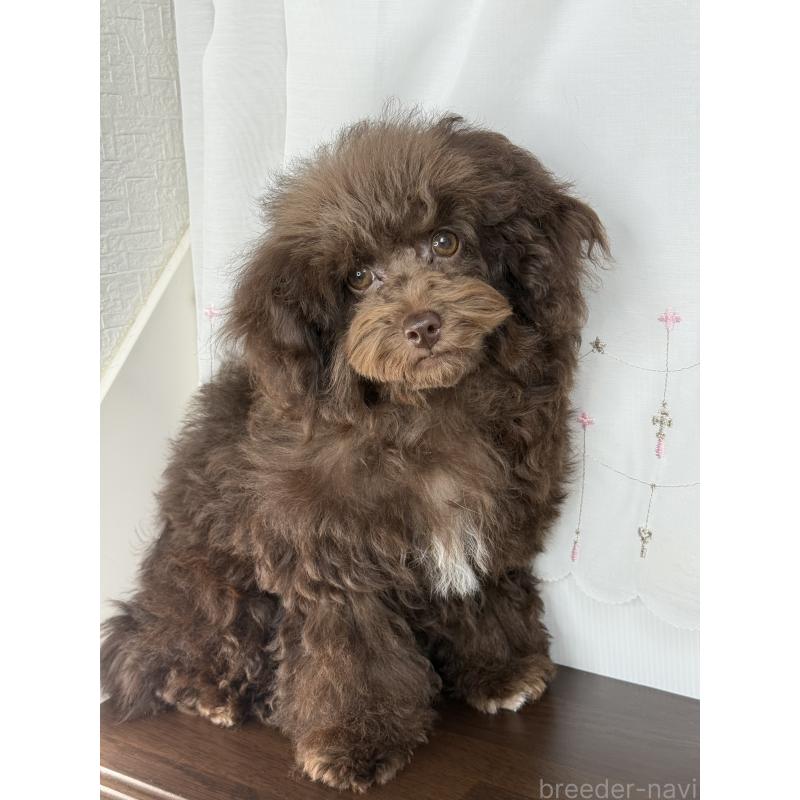 成約済の大阪府のタイニープードル-403285の2枚目