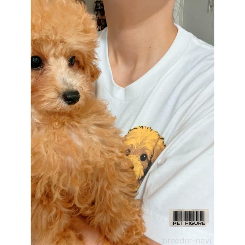 販売中の愛知県のティーカッププードル-393759の14枚目