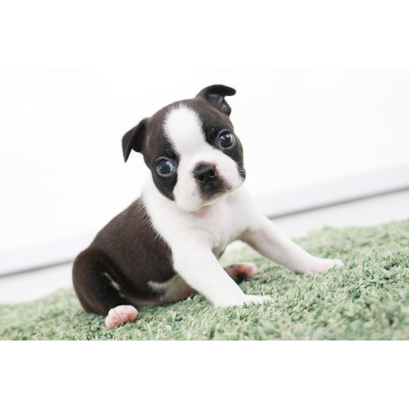 成約済の京都府のボストンテリア-417691の6枚目