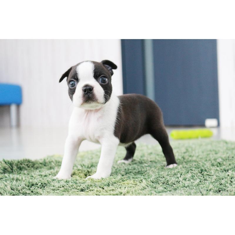 成約済の京都府のボストンテリア-417691の5枚目