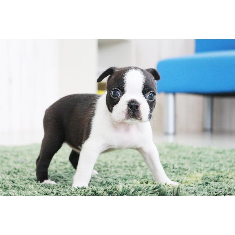 成約済の京都府のボストンテリア-417691の4枚目