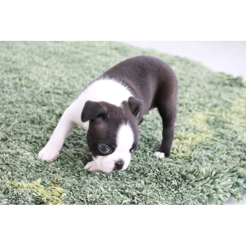 成約済の京都府のボストンテリア-417691の3枚目