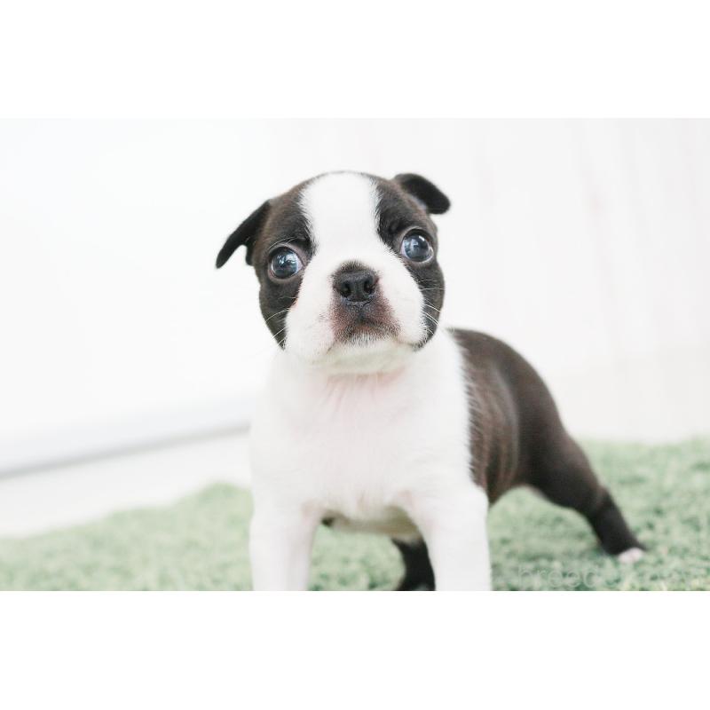 成約済の京都府のボストンテリア-417691の2枚目