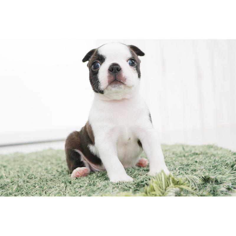 成約済の京都府のボストンテリア-417692の12枚目