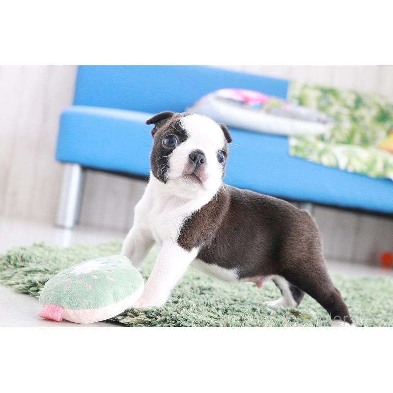 成約済の京都府のボストンテリア-417692の11枚目