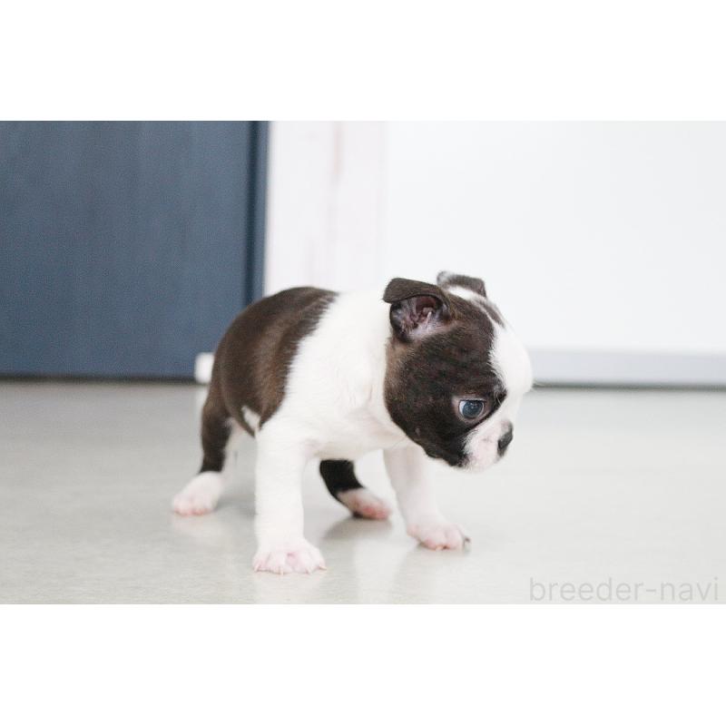 成約済の京都府のボストンテリア-417692の10枚目