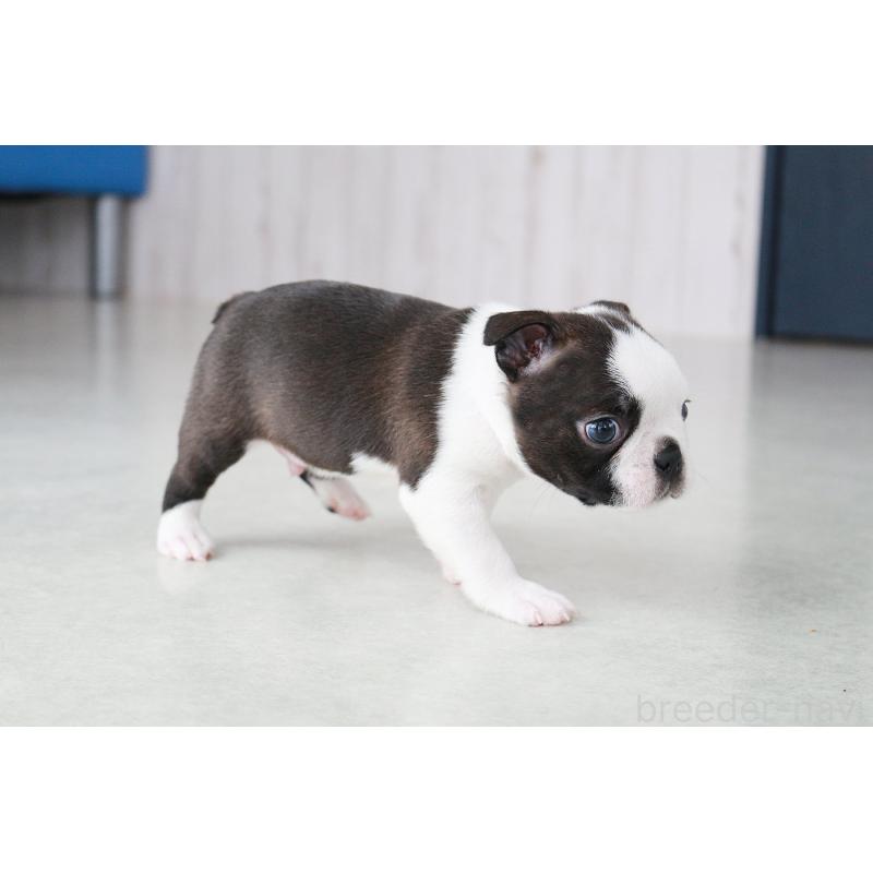 成約済の京都府のボストンテリア-417692の9枚目