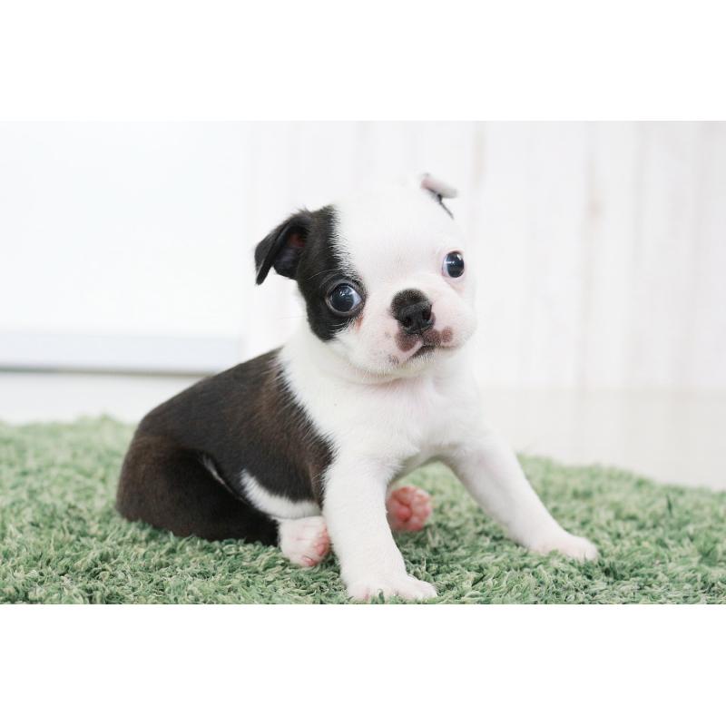 成約済の京都府のボストンテリア-417693の9枚目