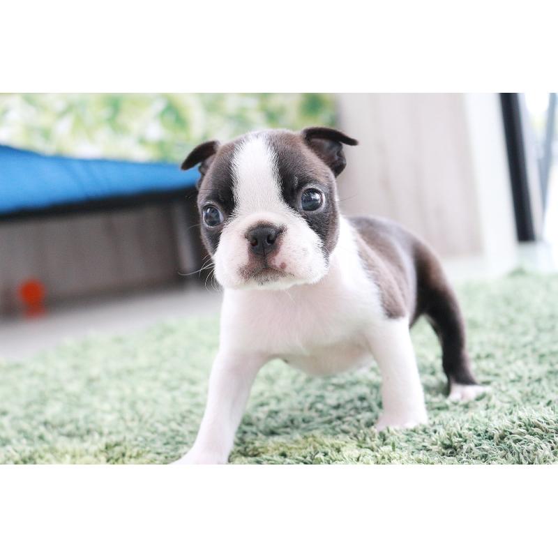 販売中の京都府のボストンテリア-417694の12枚目