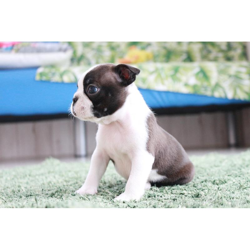 販売中の京都府のボストンテリア-417694の11枚目