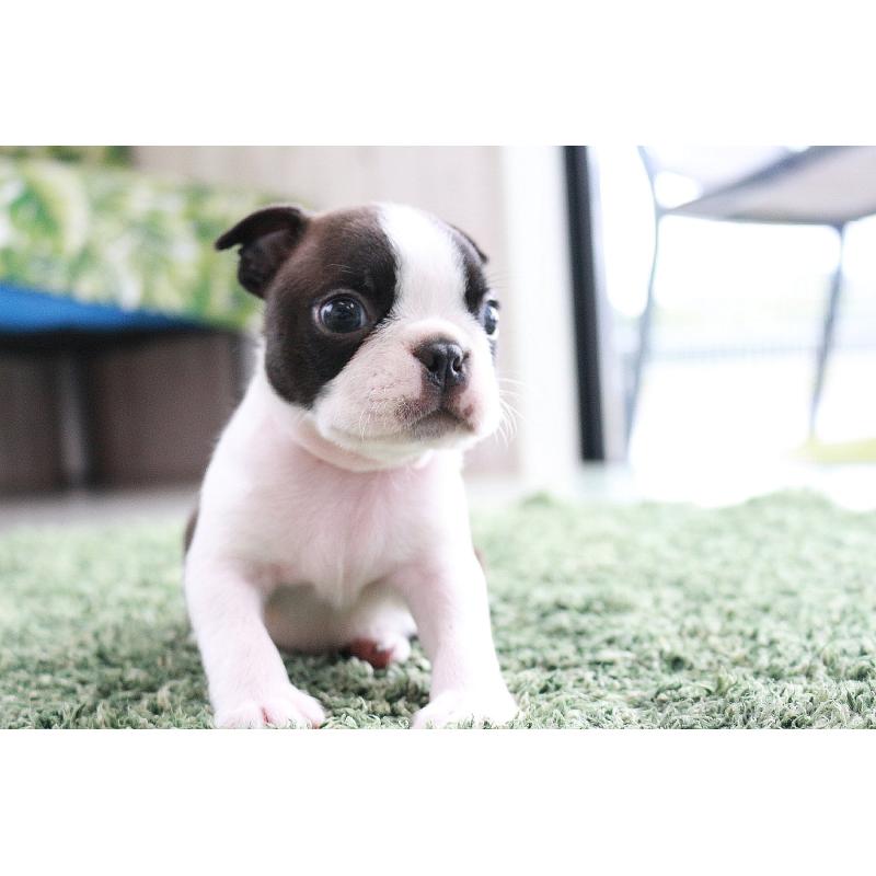 販売中の京都府のボストンテリア-417694の10枚目