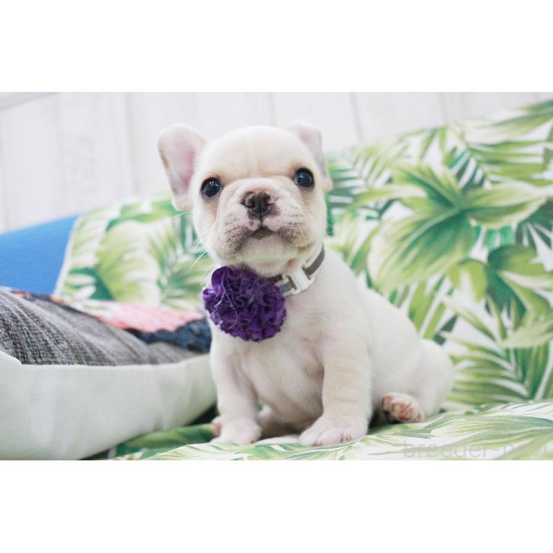 販売中の京都府のフレンチブルドッグ-416403の12枚目