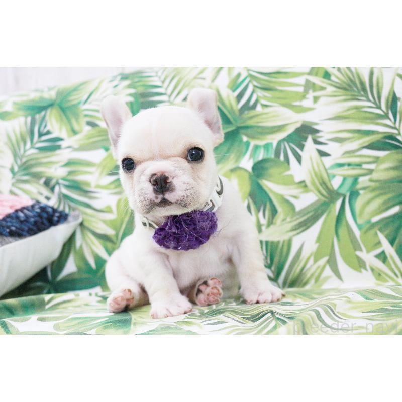 販売中の京都府のフレンチブルドッグ-416403の11枚目