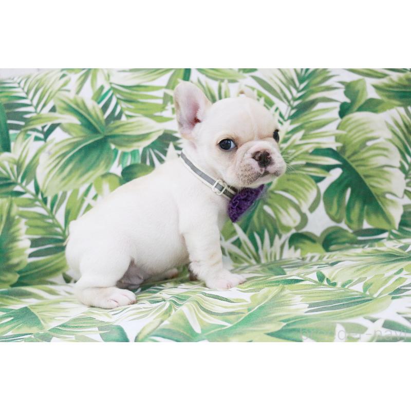 販売中の京都府のフレンチブルドッグ-416403の10枚目