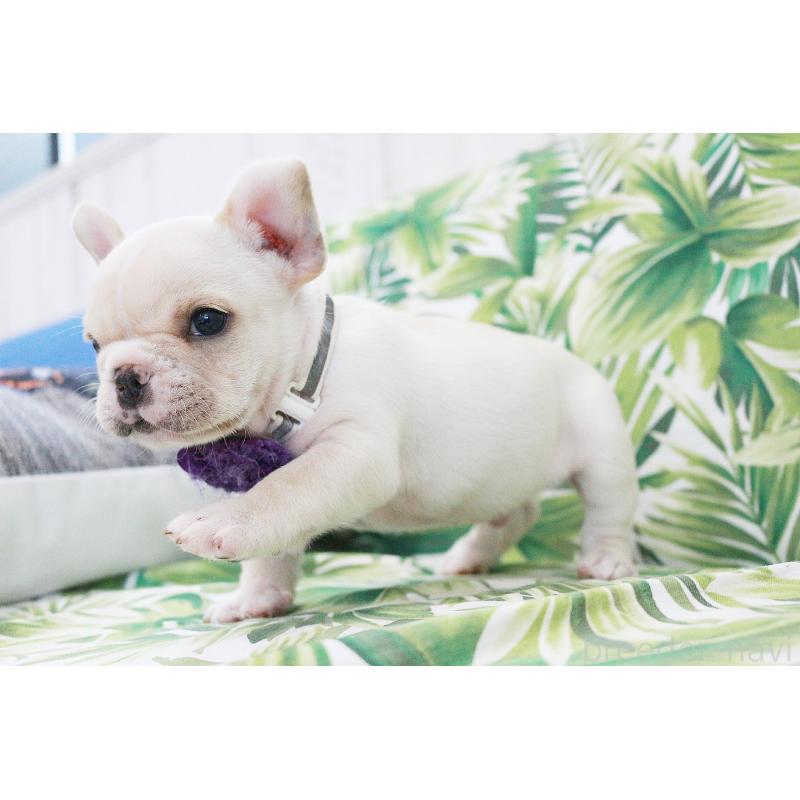 販売中の京都府のフレンチブルドッグ-416403の9枚目