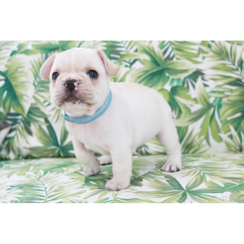 販売中の京都府のフレンチブルドッグ-416402の13枚目