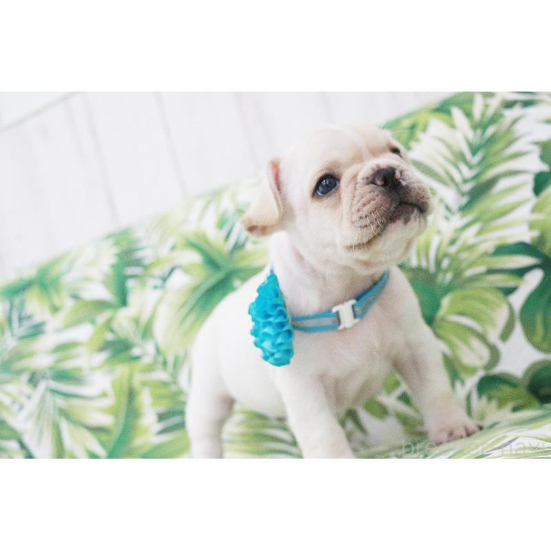 販売中の京都府のフレンチブルドッグ-416402の12枚目