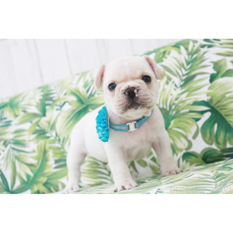 販売中の京都府のフレンチブルドッグ-416402の11枚目