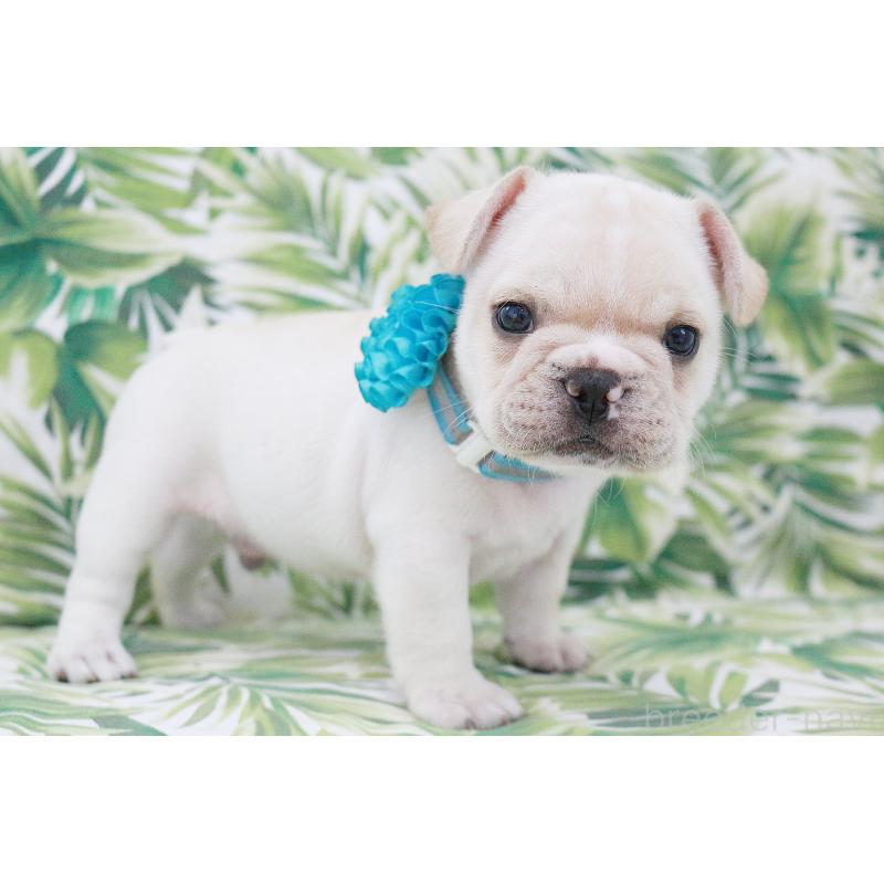 販売中の京都府のフレンチブルドッグ-416402の10枚目