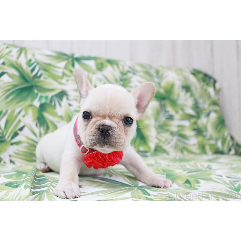 成約済の京都府のフレンチブルドッグ-416399の10枚目