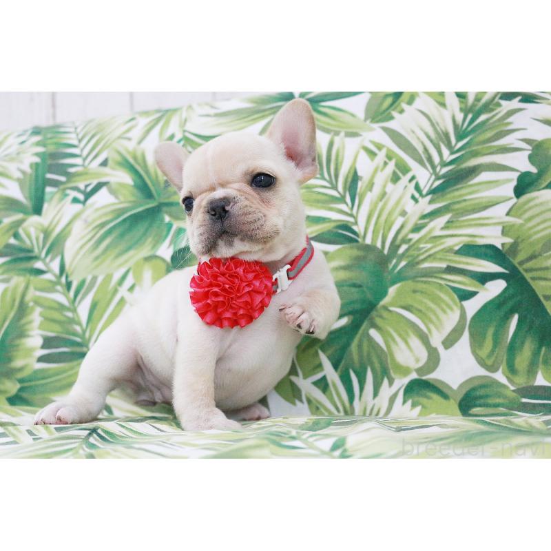 成約済の京都府のフレンチブルドッグ-416399の9枚目