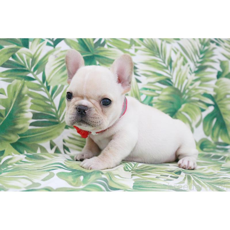 成約済の京都府のフレンチブルドッグ-416399の8枚目