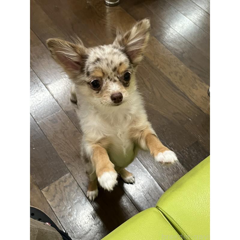 販売中の兵庫県のチワワ(ロングコート)-402583の3枚目