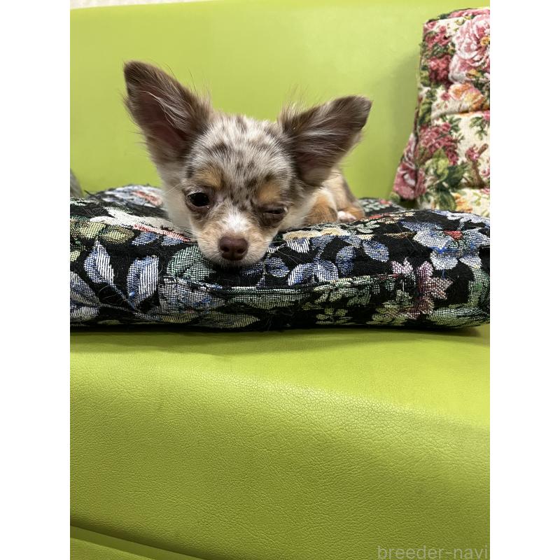 販売中の兵庫県のチワワ(ロングコート)-402583の2枚目