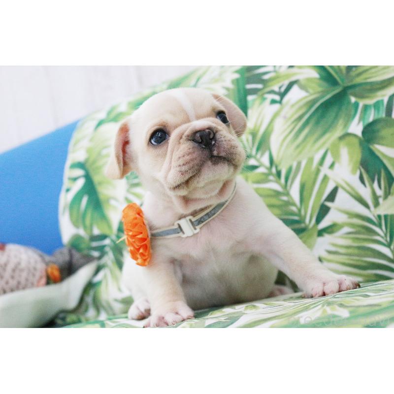 販売中の京都府のフレンチブルドッグ-416401の12枚目