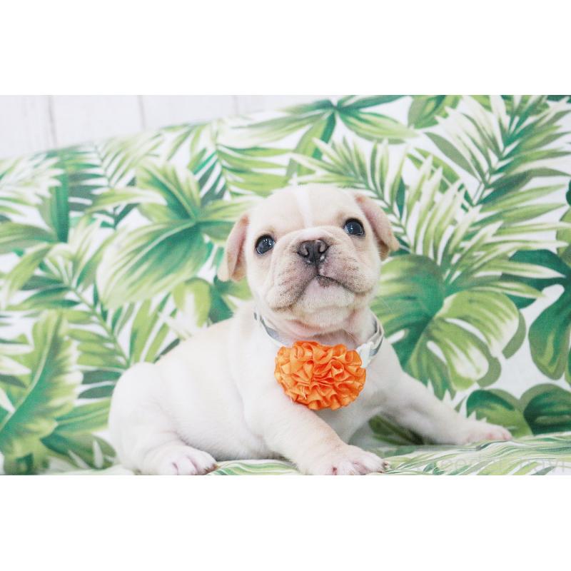 販売中の京都府のフレンチブルドッグ-416401の11枚目