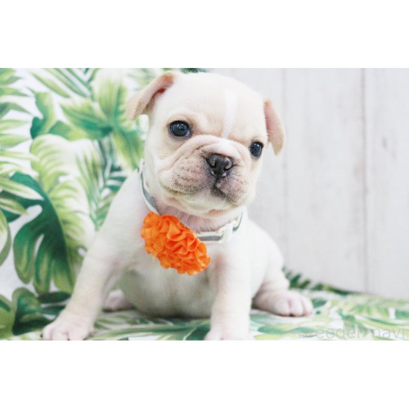 販売中の京都府のフレンチブルドッグ-416401の10枚目