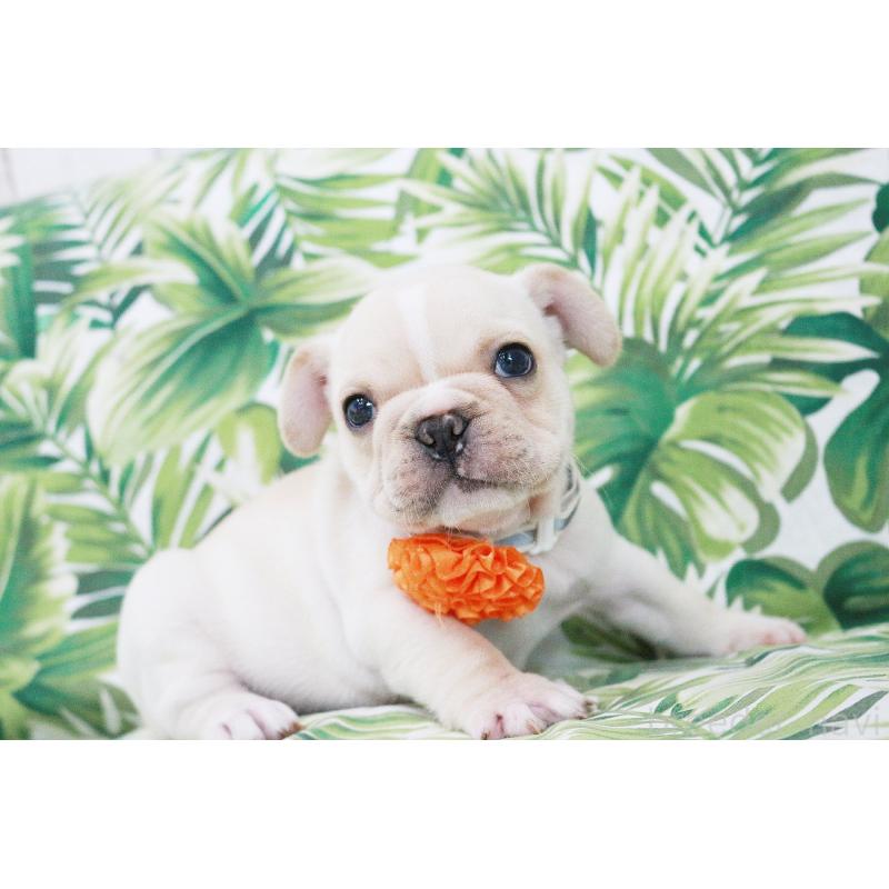 販売中の京都府のフレンチブルドッグ-416401の9枚目