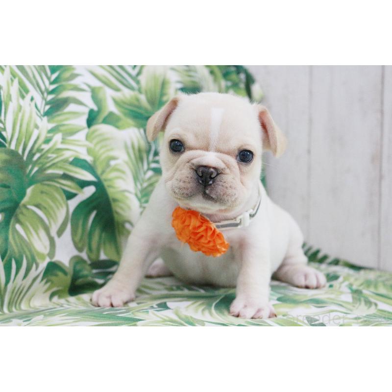 販売中の京都府のフレンチブルドッグ-416401の8枚目